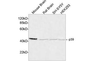 Western blot analysis of cell and tissue lysates using p39 Antibody, pAb, Rabbit (ABIN399090, 4 µg/mL) The signal was developed with IRDyeTM 800 Conjugated Goat Anti-Rabbit IgG. (p39 (C-Term) Antikörper)