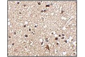Immunohistochemistry of JPH3 in human brain tissue with this product at 2. (Junctophilin 3 Antikörper  (C-Term))