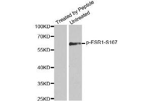 Western blot analysis of extracts from MCF7 cells using Phospho-ESR1-S167 antibody (ABIN2988007). (Estrogen Receptor alpha Antikörper  (pSer167))