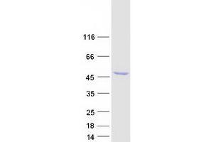 Validation with Western Blot (RNH1 Protein (Transcript Variant 8) (Myc-DYKDDDDK Tag))