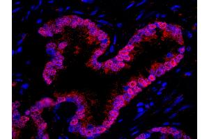 Immunofluorescence (IF) image for anti-WD Repeat Domain 77 (WDR77) (AA 292-342) antibody (ABIN7449034) (WDR77 Antikörper  (AA 292-342))