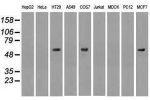 Image no. 2 for anti-Nuclear Receptor Binding Protein 1 (NRBP1) antibody (ABIN1499828) (NRBP1 Antikörper)