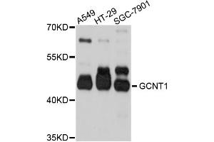 Western blot analysis of extracts of various cell lines, using GCNT1 antibody (ABIN4903747) at 1:1000 dilution. (GCNT1 Antikörper)