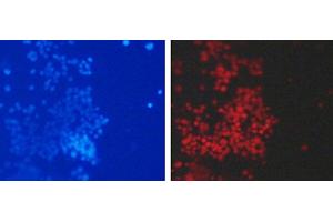 Immunofluorescence analysis of 293T cells using DiMethyl-Histone H3-K79 Polyclonal Antibody (Histone 3 Antikörper  (2meLys79))