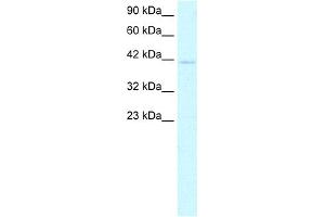 WB Suggested Anti-CEBPA Antibody Titration:  0. (CEBPA Antikörper  (N-Term))