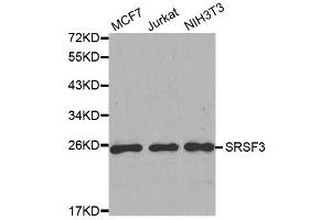 Western Blotting (WB) image for anti-serine/arginine-Rich Splicing Factor 3 (SRSF3) antibody (ABIN1877094) (SRSF3 Antikörper)