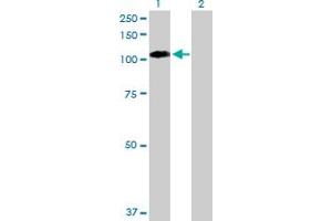 Western Blot analysis of EPHB1 expression in transfected 293T cell line by EPHB1 MaxPab polyclonal antibody. (EPH Receptor B1 Antikörper  (AA 1-984))