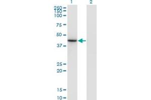 Western Blot analysis of NEUROD6 expression in transfected 293T cell line by NEUROD6 monoclonal antibody (M17), clone 3G7.