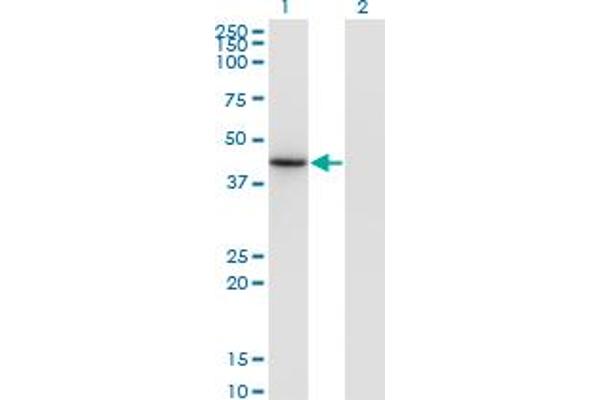 NEUROD6 anticorps  (AA 246-337)