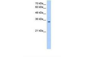 Image no. 1 for anti-POU Domain, Class 5, Transcription Factor 2 (POU5F2) (AA 251-300) antibody (ABIN341240)