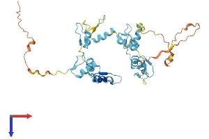 GTF3A Protein (AA 1-364) (His tag)