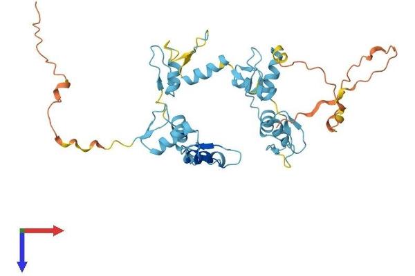 GTF3A Protein (AA 1-364) (His tag)