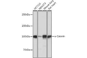 Western blot analysis of extracts of various cell lines, using α-Catenin antibody (ABIN7266133) at 1:1000 dilution. (CTNNA1 Antikörper)