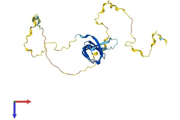 SNRPN Protein (AA 1-240) (His tag)