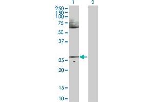 Western Blot analysis of HES1 expression in transfected 293T cell line by HES1 MaxPab polyclonal antibody. (HES1 Antikörper  (AA 1-277))