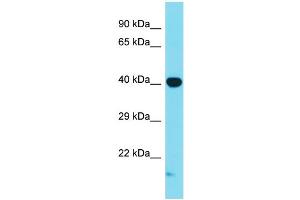 Western Blotting (WB) image for anti-Mitogen-Activated Protein Kinase 1 (MAPK1) (C-Term) antibody (ABIN2788693)