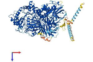 MAN2A2 Protein (AA 1-1152) (His tag)