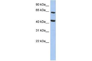WB Suggested Anti-EFHA2 Antibody Titration: 0. (EFHA2 Antikörper  (N-Term))