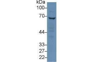 Rabbit Capture antibody from the kit in WB with Positive Control: Human hela cell lysate. (RPN1 ELISA Kit)