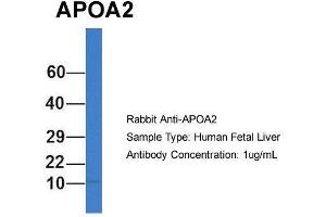Host: Rabbit  Target Name: APOA2  Sample Tissue: Human Fetal Liver  Antibody Dilution: 1. (APOA2 Antikörper  (N-Term))