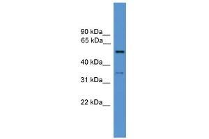 WB Suggested Anti-COCH Antibody Titration: 0. (COCH Antikörper  (N-Term))
