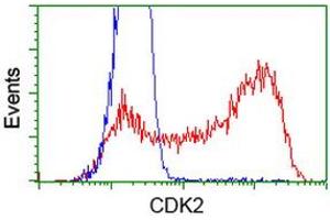 HEK293T cells transfected with either RC200494 overexpress plasmid (Red) or empty vector control plasmid (Blue) were immunostained by anti-CDK2 antibody (ABIN2454601), and then analyzed by flow cytometry. (CDK2 Antikörper)
