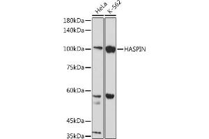 Western blot analysis of extracts of various cell lines, using HASPIN antibody (ABIN7267377) at 1:1000 dilution. (GSG2 Antikörper)