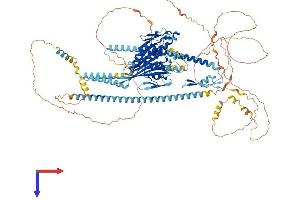 KIF17 Protein (AA 1-1029) (His tag)
