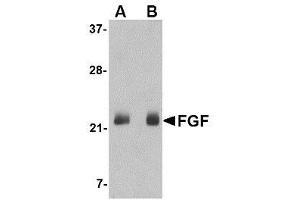 Image no. 1 for anti-Fibroblast Growth Factor 4 (FGF4) (C-Term) antibody (ABIN1493358) (FGF4 Antikörper  (C-Term))