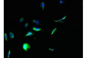 Immunofluorescent analysis of HepG2 cells using ABIN7166811 at dilution of 1:100 and Alexa Fluor 488-congugated AffiniPure Goat Anti-Rabbit IgG(H+L) (TPTE Antikörper  (AA 175-380))