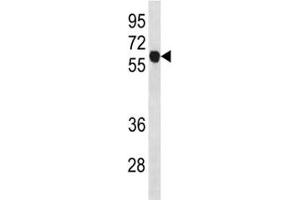 Cyclin B1 antibody western blot analysis in K562 lysate.