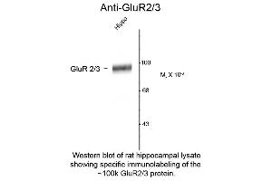Western Blot of Anti-GluR2/3 (Rabbit) Antibody - 612-401-D63 Western Blot of Rabbit anti-GluR2/3 antibody. (mGluR2/3 Antikörper  (C-Term))