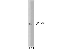 Western blot analysis of Ezrin on MDCK lysate. (Ezrin Antikörper  (AA 391-515))
