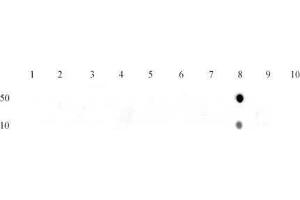 Histone H3K27me1 antibody (mAb) tested by dot blot analysis.