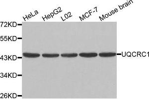 Western blot analysis of extracts of various cell lines, using UQCRC1 antibody. (UQCRC1 Antikörper  (AA 156-480))