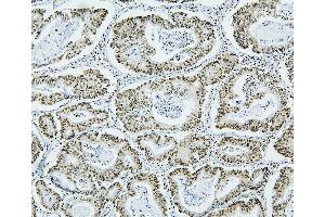 IHC analysis of NRF1 using anti-NRF1 antibody (ABIN7600874). (NRF1 Antikörper  (AA 246-503))
