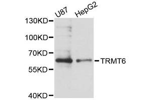 Western blot analysis of extracts of various cell lines, using TRMT6 antibody (ABIN5996675) at 1:3000 dilution. (TRMT6 Antikörper)