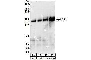 Western Blotting (WB) image for anti-Ubiquitin Specific Peptidase 7 (Herpes Virus-Associated) (USP7) (AA 1-50) antibody (ABIN7453454) (USP7 Antikörper  (AA 1-50))
