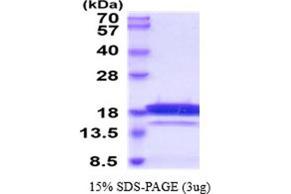 Chemerin Protein (AA 21-157) (His tag)