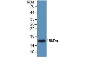 Detection of Recombinant IL17, Mouse using Monoclonal Antibody to Interleukin 17 (IL17) (IL-17 Antikörper  (AA 22-158))