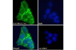 ABIN185139 Immunofluorescence analysis of paraformaldehyde fixed A431 cells, permeabilized with 0. (PATJ Antikörper  (N-Term))