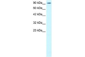 WB Suggested Anti-KIF5B Antibody Titration:  0. (KIF5B Antikörper  (N-Term))
