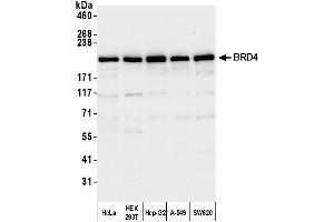 Western Blotting (WB) image for anti-Bromodomain Containing 4 (BRD4) (AA 1312-1362) antibody (ABIN7453424)