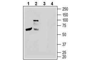 Western blot analysis of mouse heart lysates (lanes 1 and 3) and mouse brain membranes (lanes 2 and 4):1, 2. (Calcitonin Receptor-Like (CALCRL) Peptid)