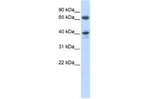 Western Blotting (WB) image for anti-Angiotensin II Receptor, Type 1 (AGTR1) (N-Term) antibody (ABIN2775286)