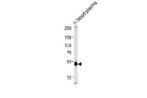 SERPINF1 Antibody (Center) (ABIN391483 and ABIN2841452) western blot analysis in human blood plasma tissue lysates (35 μg/lane). (PEDF Antikörper  (AA 279-306))