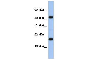WB Suggested Anti-FLJ37543 Antibody Titration: 0. (FLJ37543 Antikörper  (N-Term))