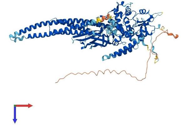STAT5B Protein (AA 1-787) (His tag)