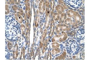 FAM55D antibody was used for immunohistochemistry at a concentration of 4-8 ug/ml to stain Epithelial cells of renal tubule (arrows) in Human Kidney. (FAM55D Antikörper  (C-Term))