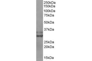 ABIN184599 staining (0. (BIRC7 Antikörper  (C-Term))